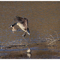 CR5m2_LooseGoose-2011825.jpg