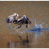 CR5m2_LooseGoose011825.jpg