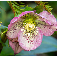 CR5m2_Helleborus021925.jpg