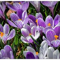 CR5m2_WhitePurple030525.jpg