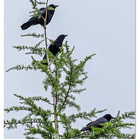 CR5m2_MurderInTheTreetop030225.jpg
