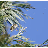 CR5m2_Bushtit030525-1.jpg