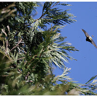 CR5m2_Bushtit030525-3.jpg