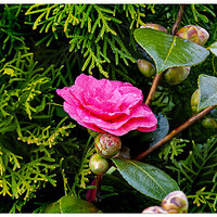 CR5m2_Camelia031525.jpg