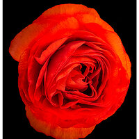 i15P_RedRanunculus031925.jpg