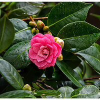 CR5m2_Camelia1032225.jpg