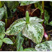 CR5m2_TrilliumCuneatum2032225.jpg