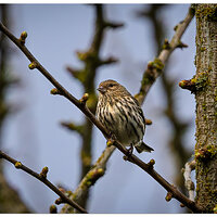 CR5m2_PineSiskin032225.jpg