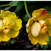 CR5m2_AskebonoTulip033025.jpg