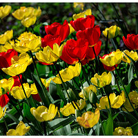 CR5m2_BacklitTulips040525.jpg