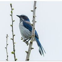 CR5m2_BlueJay033025.jpg