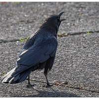 CR5m2_Crow033025.jpg