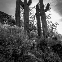 saguaros