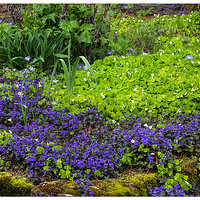CR5m2_PersianViolets041025.jpg
