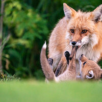 _CAP3055FoxPlay.jpg