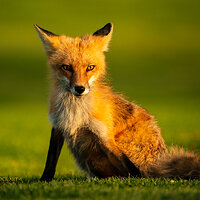 _CAP2070SittingFox.jpg