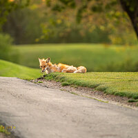 _CAP3802DFoxEatingGrass.jpg