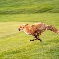 _CAP4195FoxRUN.jpg