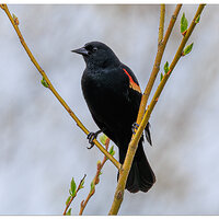 CR5m2)RWBBirdMale041025.jpg