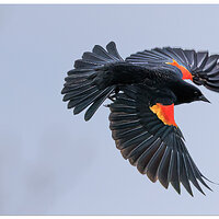 CR5m2)RWBBirdMaleBIF041025.jpg