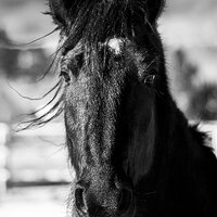 black_horse_arrowhead-bw