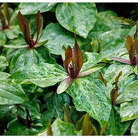 CR5m2_TrilliumCuneatum042125.jpg