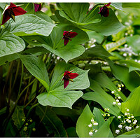 CR5m2_LoVRTrillium042625.jpg