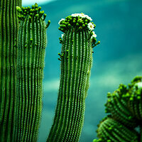 saguaro national park-3