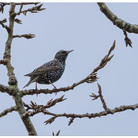 CR5m2_Starling011225.jpg