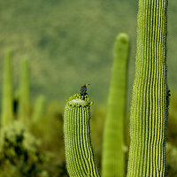 saguaro national park_ladderback