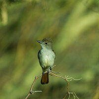 saguaro national park_tit_mouse_maybe