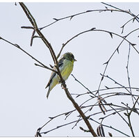 CR5m2_RubyCrownKinglet051925.jpg
