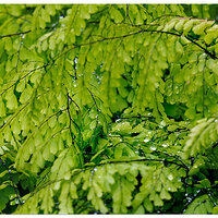 CR5m2_EvergreenMaidenhair042925.jpg