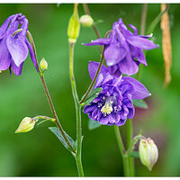 CR5m2_Columbine1051625.jpg