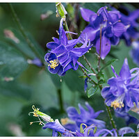 CR5m2_Columbine3051625.jpg