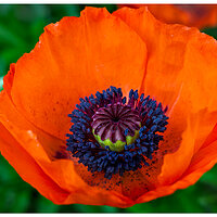 CR5m2_Poppy052625.jpg