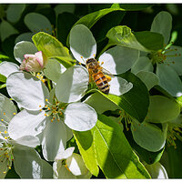 CR5m2_BeeWhite041825.jpg