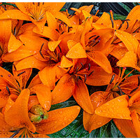 i15P_FFLilies052925.jpg