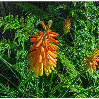 i15PIndigo_TLily062025.jpg