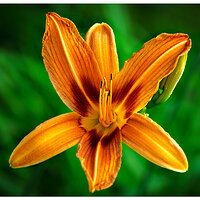 CR5m2_O1Daylily062225.jpg