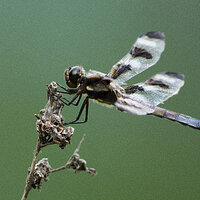Skimmer
