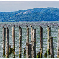 C20D_CormorantPile081107.jpg