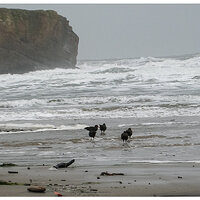 CSD800_Oystercatchers121306.jpg