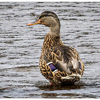 CR5m2_FGadwall092525.jpg