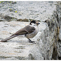 CR5m2_CanadaJay092525.jpg