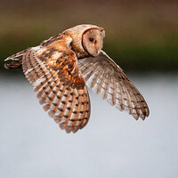 _BRC0806-EnhancedBarnOwl.jpg