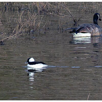 CR5m2_Bufflehead010526.jpg