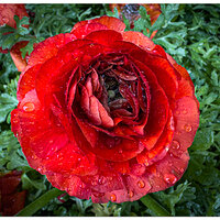 i15P_Ranunculus020926.jpg