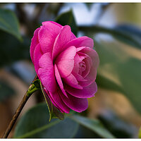 CR5m2_Camellia030126.jpg
