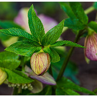CR5m2_Hellebore030126.jpg
